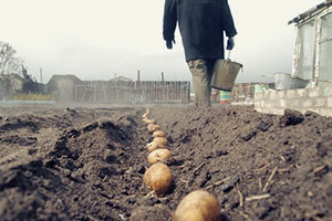 Посадка картоплі в Сибіру — час, способи, підбір насіннєвого матеріалу