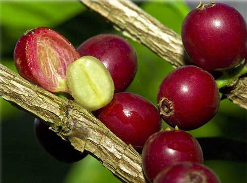 Як посадити і виростити вдома кавове дерево