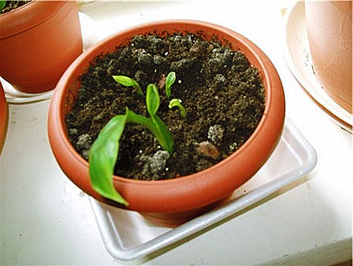 Розмноження спатифиллума і догляд за молодими рослинами