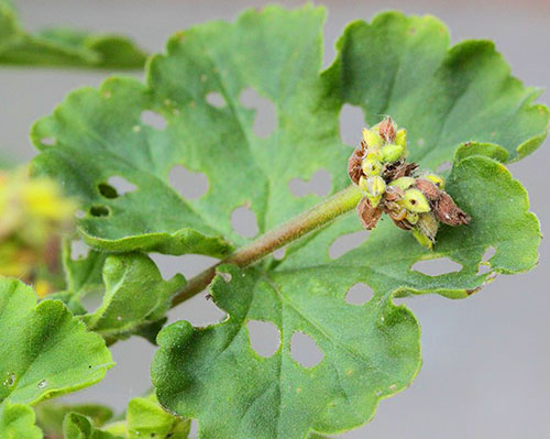 Що призводить до пожовтіння листя пеларгонії і як допомогти рослині?