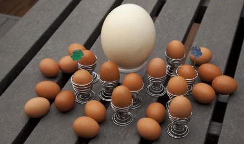 Вибір та приготування страусиного яйця