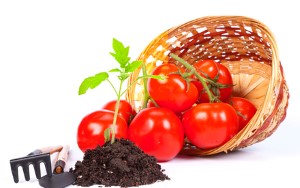 Як виростити розсаду томатів в домашніх умовах?
