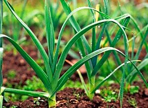 Як виростити розсаду цибулі порею: від посіву до збору врожаю