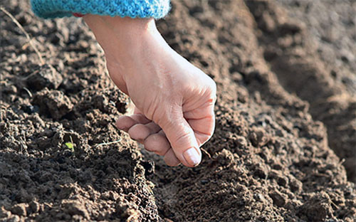 Як треба садити кріп, щоб забезпечити сімю свіжою зеленню круглий рік?