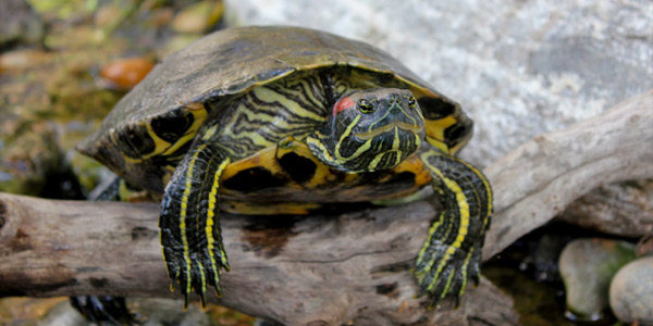 Догляд за червоновухої черепахою в домашніх умовах