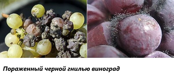 Фото хвороб винограду і боротьба з ними