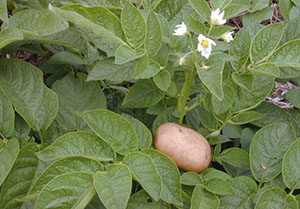 Чому не цвіте картопля і наскільки це небезпечно для рослин?