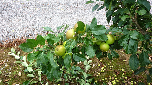 Садові роботи з літньої обрізки яблунь