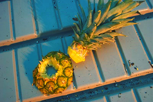 Цвітіння і плодоношення ананасів в домашніх умовах