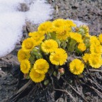 Мати і мачуха — фото квіток і опис лікарської рослини