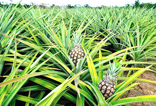 А ви хочете знати де росте ананас в природних умовах?