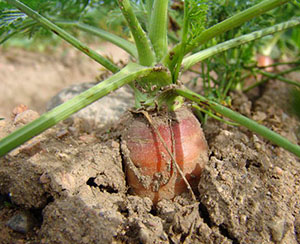 Коли садити моркву в Ленінградській області