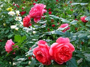 Англійські троянди — посадка і догляд