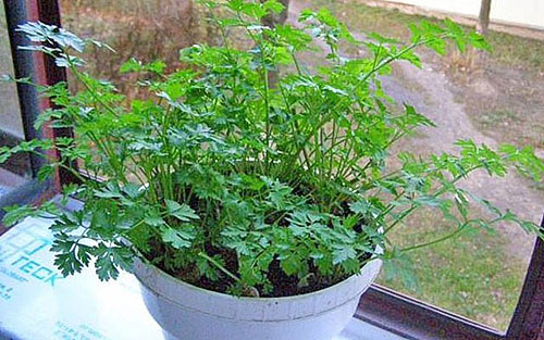 Коренева петрушка досвід органічного землеробства