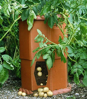 Вирощування картоплі в бочці – особливості садіння, підживлення та догляду