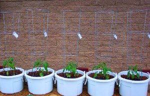Як виростити хорошу розсаду помідорів в домашніх умовах?