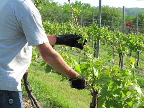 Хороший догляд за виноградною лозою — гарантія багатого врожаю