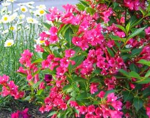 Як зробити клумбу безперервного цвітіння (особливості посадки і вирощування)