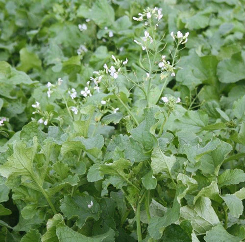 Фото і опис різних видів редьки