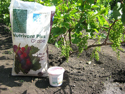 Як здійснювати літній догляд за виноградом, щоб отримати хороший урожай?