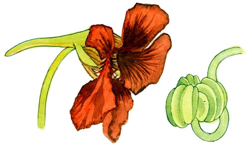 Квітка настурція як візитна картка літа