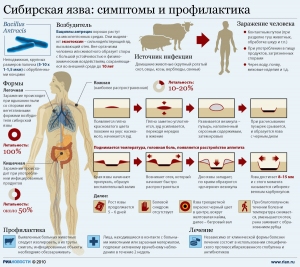 Сибірка: діагностика та лікування