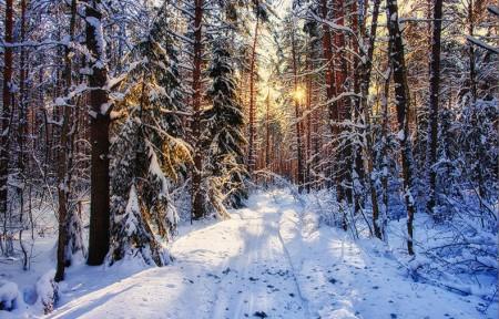 Походи в зимовий ліс