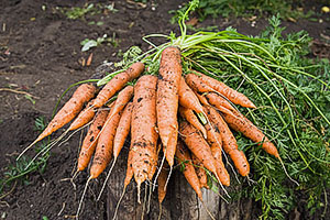 Як прискорити сходи моркви