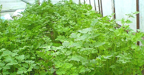 Коренева петрушка досвід органічного землеробства