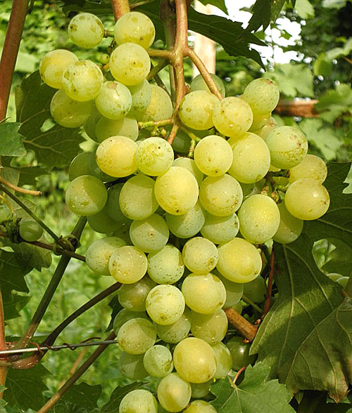 Правила вирощування винограду в середній смузі для новачків