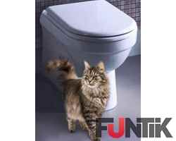 Як привчити кішку до туалету?