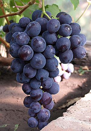 Нові та старі сорти винограду (частина 1)