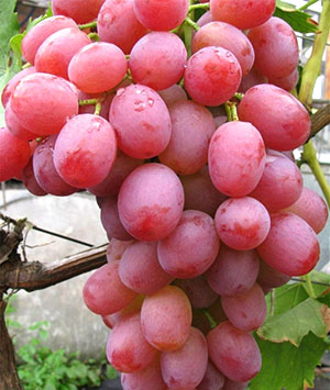 Кращі сорти винограду на продаж