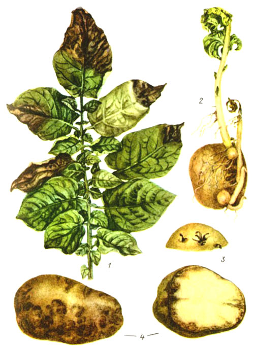 А ви знаєте, чому у картоплі нижні листки жовтіють?