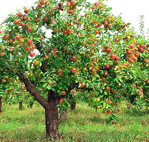 Обираємо найкращі сорти яблунь для Підмосковя