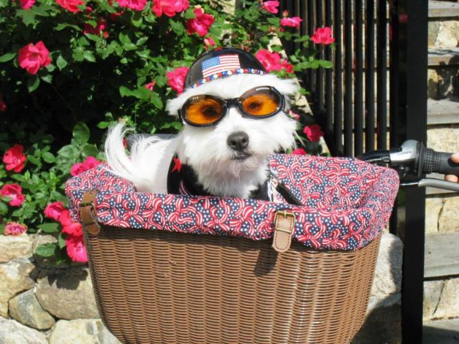 Doggles сонцезахисні окуляри для собак
