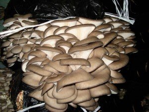 Як вирощувати гриби вешенки на пнях і субстраті