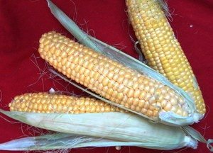 Як варити кукурудзу в мультиварці: покроковий кулінарний рецепт
