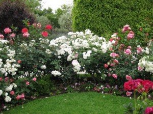 Опис сортів троянд для живоплоту