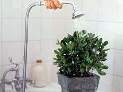 Гарячий душ для кімнатних рослин