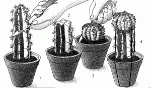 Щеплення кактусів і сукулентів