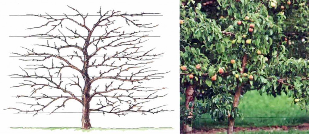 Шпалерна огорожа з плодових дерев: формування і обрізка