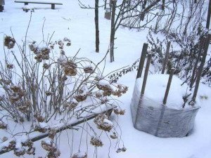 Сніг для рослин, як захист від вимерзання