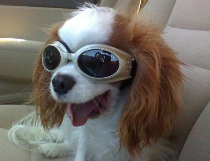 Doggles сонцезахисні окуляри для собак