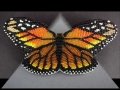 Метелики з бісеру