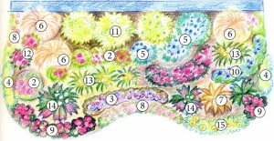 Як в квітнику використовувати декоративні злаки