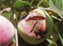 Чому шкірка яблук, груш та інших зерняткових порід тріскається