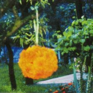 Композиції квітів чорнобривців, або тагетес в саду