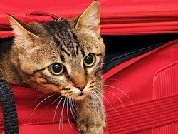 Як підготувати кішку до подорожі?