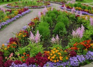 Квітник рабатка – краса саду